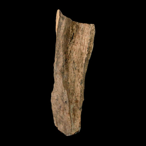 2.2" Tyrannosaurus Rex Fossil Bone Dinosaur Lance Creek Formation Wyoming COA - Fossil Age Minerals