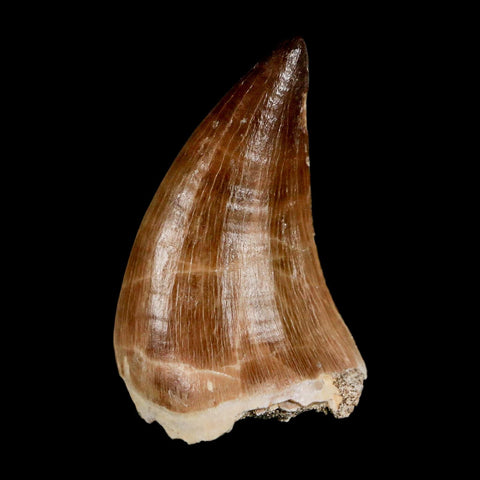XL 2"  Mosasaur Prognathodon Fossil Tooth Cretaceous Dinosaur Era COA & Stand
