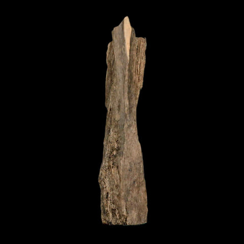 2.2" Tyrannosaurus Rex Fossil Bone Dinosaur Lance Creek Formation Wyoming COA - Fossil Age Minerals