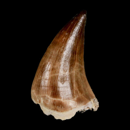 XL 2"  Mosasaur Prognathodon Fossil Tooth Cretaceous Dinosaur Era COA & Stand