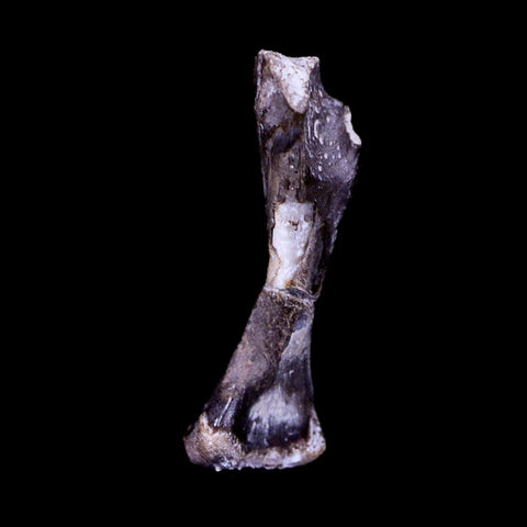 Captorhinus Aguti Fossil Femur Bone Permian Age Reptile 299 Mil Yrs Old Display COA - Fossil Age Minerals