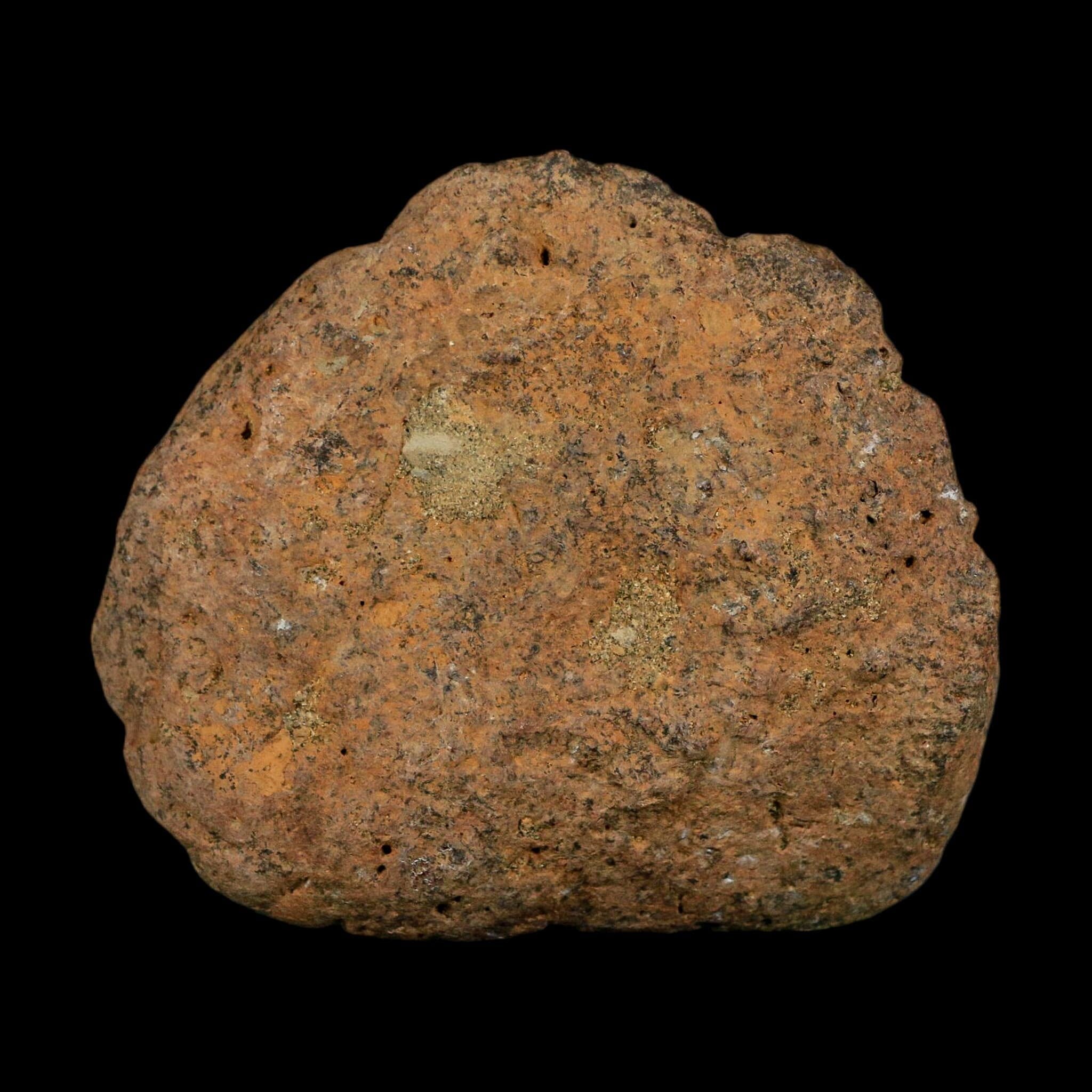 3.3" Ankylosaurus Fossil Scute Bone Lance Creek FM Cretaceous Dinosaur WY COA