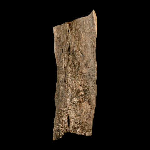 2.2" Tyrannosaurus Rex Fossil Bone Dinosaur Lance Creek Formation Wyoming COA - Fossil Age Minerals