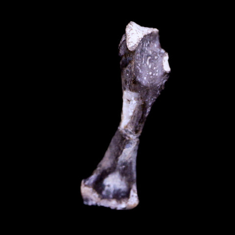 Captorhinus Aguti Fossil Femur Bone Permian Age Reptile 299 Mil Yrs Old Display COA - Fossil Age Minerals