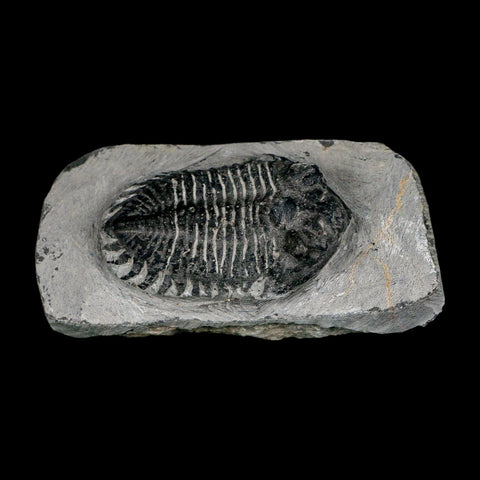 2.1" Metacanthina Issoumourensis Trilobite Fossil Devonian Age 400 Mil Yrs Old COA - Fossil Age Minerals