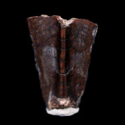 0.5" Gryposaurus Fossil Tooth Duck-Billed  Dinosaur Judith River MT COA, Display