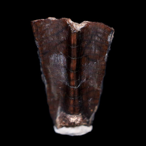 0.5" Gryposaurus Fossil Tooth Duck-Billed  Dinosaur Judith River MT COA, Display - Fossil Age Minerals