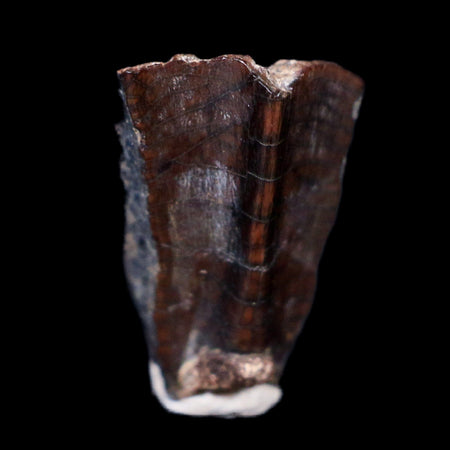 0.5" Gryposaurus Fossil Tooth Duck-Billed  Dinosaur Judith River MT COA, Display