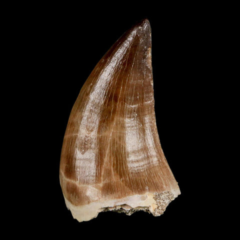 XL 2"  Mosasaur Prognathodon Fossil Tooth Cretaceous Dinosaur Era COA & Stand