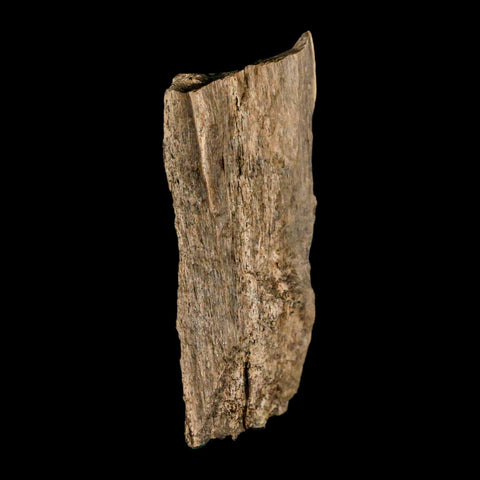 2.2" Tyrannosaurus Rex Fossil Bone Dinosaur Lance Creek Formation Wyoming COA - Fossil Age Minerals