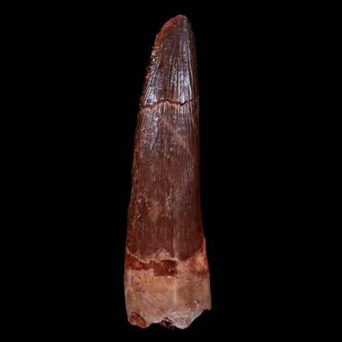 1.8" Plesiosaur Zarafasaura Tooth Fossil Cretaceous Dinosaur Era COA, Stand - Fossil Age Minerals