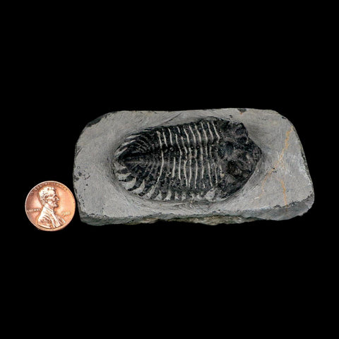 2.1" Metacanthina Issoumourensis Trilobite Fossil Devonian Age 400 Mil Yrs Old COA - Fossil Age Minerals