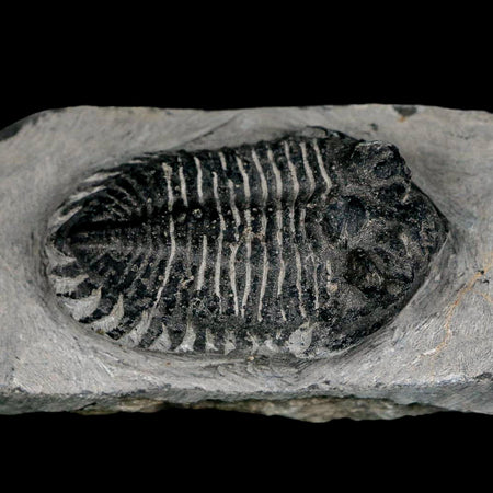 2.1" Metacanthina Issoumourensis Trilobite Fossil Devonian Age 400 Mil Yrs Old COA