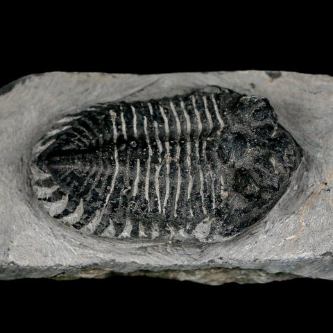 2.1" Metacanthina Issoumourensis Trilobite Fossil Devonian Age 400 Mil Yrs Old COA - Fossil Age Minerals