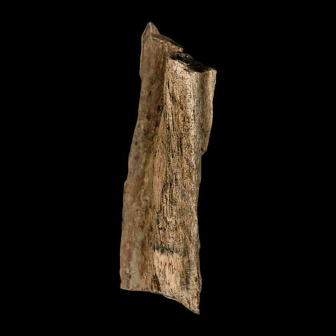 2.2" Tyrannosaurus Rex Fossil Bone Dinosaur Lance Creek Formation Wyoming COA - Fossil Age Minerals