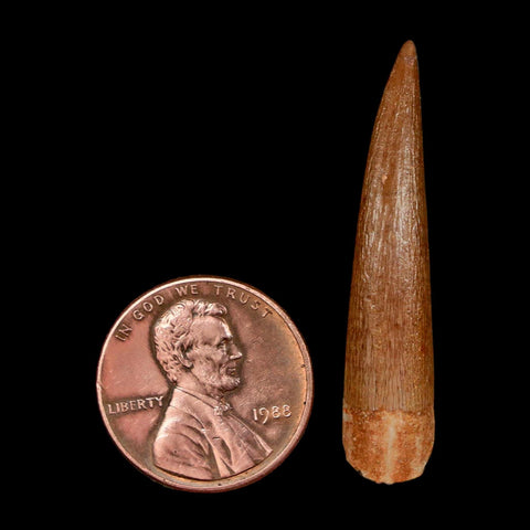 1.5" Plesiosaur Zarafasaura Tooth Fossil Cretaceous Dinosaur Era COA, Stand