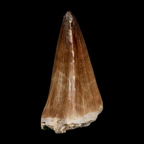 XL 2"  Mosasaur Prognathodon Fossil Tooth Cretaceous Dinosaur Era COA & Stand