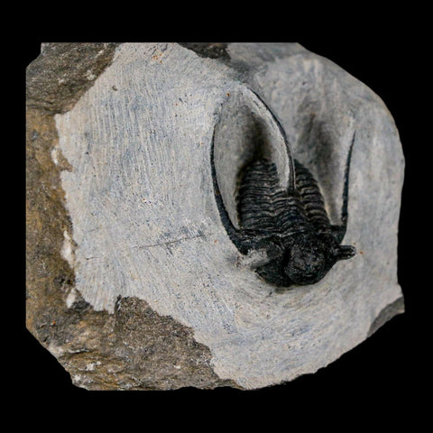 1.4" Cyphaspis Otarion Spiny Trilobite Fossil Devonian Age 400 Mil Yrs Old COA - Fossil Age Minerals