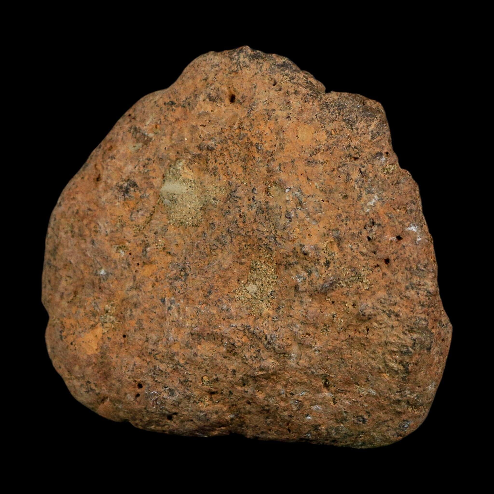 3.3" Ankylosaurus Fossil Scute Bone Lance Creek FM Cretaceous Dinosaur WY COA