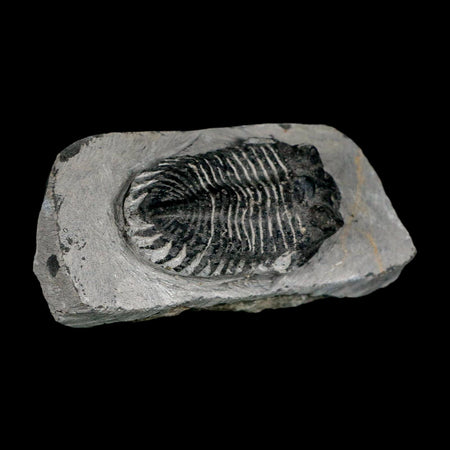 2.1" Metacanthina Issoumourensis Trilobite Fossil Devonian Age 400 Mil Yrs Old COA