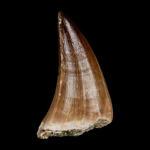 XL 2"  Mosasaur Prognathodon Fossil Tooth Cretaceous Dinosaur Era COA & Stand