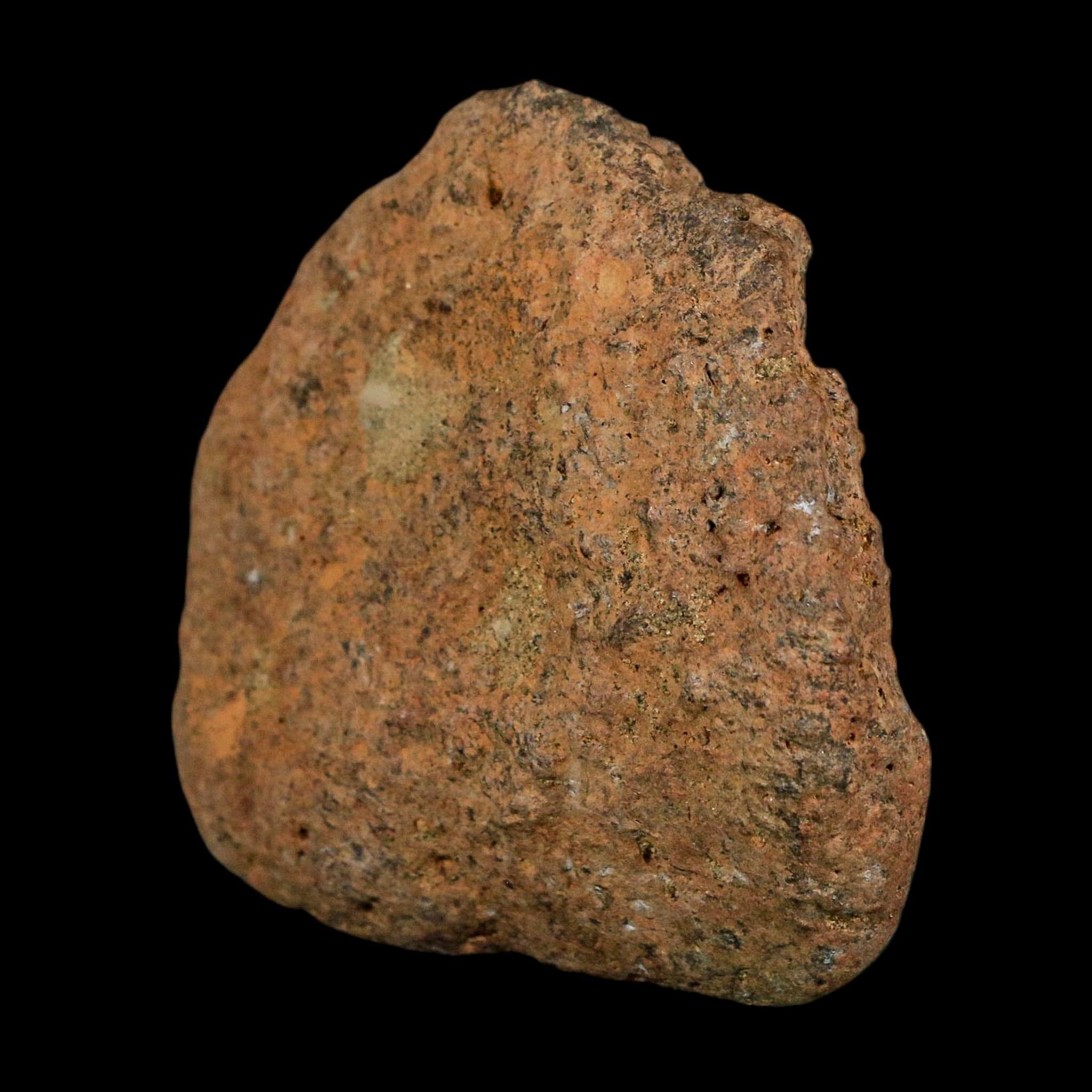 3.3" Ankylosaurus Fossil Scute Bone Lance Creek FM Cretaceous Dinosaur WY COA