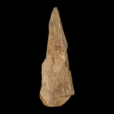 2.4" Tyrannosaurus Rex Fossil Bone Dinosaur Lance Creek Formation Wyoming COA