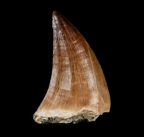 XL 2"  Mosasaur Prognathodon Fossil Tooth Cretaceous Dinosaur Era COA & Stand