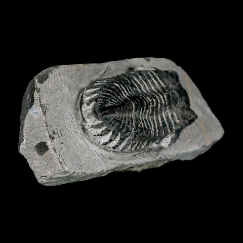 2.1" Metacanthina Issoumourensis Trilobite Fossil Devonian Age 400 Mil Yrs Old COA - Fossil Age Minerals