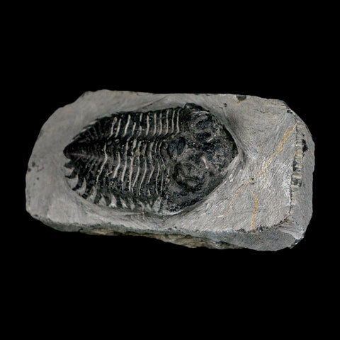 2.1" Metacanthina Issoumourensis Trilobite Fossil Devonian Age 400 Mil Yrs Old COA - Fossil Age Minerals