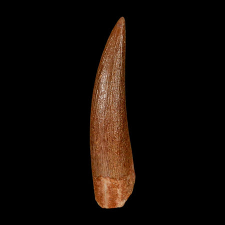 1.5" Plesiosaur Zarafasaura Tooth Fossil Cretaceous Dinosaur Era COA, Stand