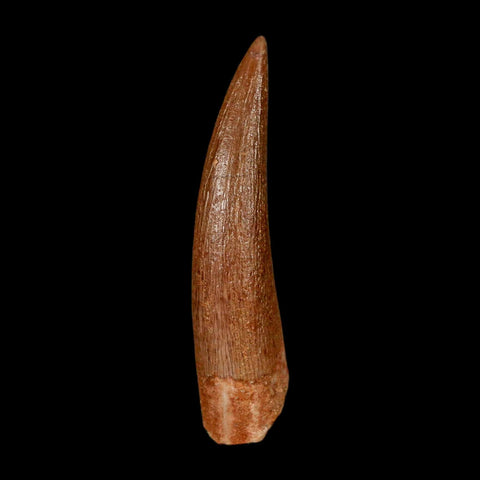 1.5" Plesiosaur Zarafasaura Tooth Fossil Cretaceous Dinosaur Era COA, Stand
