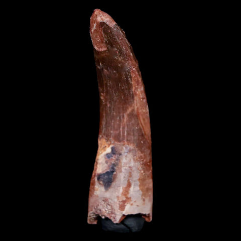 1.8" Plesiosaur Zarafasaura Tooth Fossil Cretaceous Dinosaur Era COA, Stand - Fossil Age Minerals