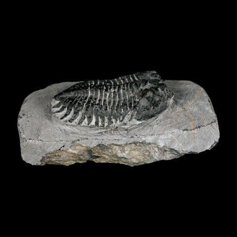 2.1" Metacanthina Issoumourensis Trilobite Fossil Devonian Age 400 Mil Yrs Old COA - Fossil Age Minerals