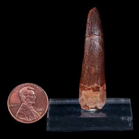 1.8" Plesiosaur Zarafasaura Tooth Fossil Cretaceous Dinosaur Era COA, Stand - Fossil Age Minerals