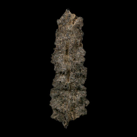 3.9" Fulgurite Petrified Lightning Strike Glass Sahara Desert Algeria - Fossil Age Minerals