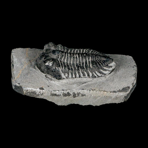 2.1" Metacanthina Issoumourensis Trilobite Fossil Devonian Age 400 Mil Yrs Old COA - Fossil Age Minerals