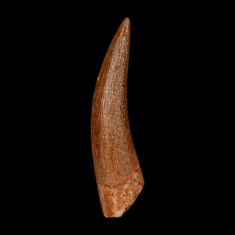 1.5" Plesiosaur Zarafasaura Tooth Fossil Cretaceous Dinosaur Era COA, Stand