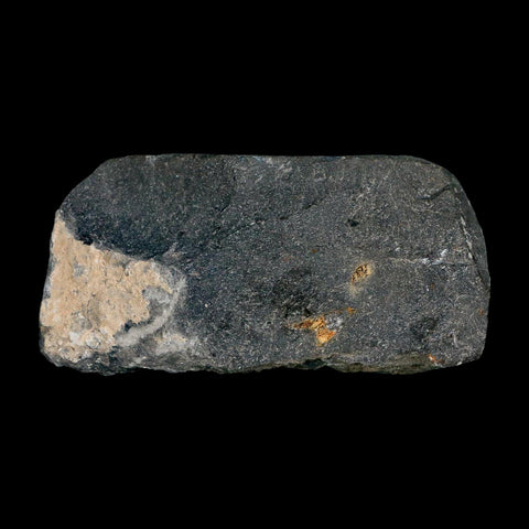 2.1" Metacanthina Issoumourensis Trilobite Fossil Devonian Age 400 Mil Yrs Old COA - Fossil Age Minerals