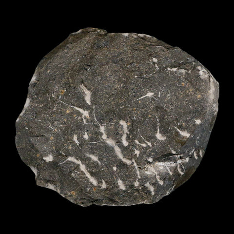 1.4" Cyphaspis Otarion Spiny Trilobite Fossil Devonian Age 400 Mil Yrs Old COA - Fossil Age Minerals