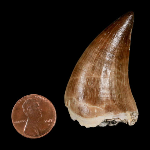 XL 2"  Mosasaur Prognathodon Fossil Tooth Cretaceous Dinosaur Era COA & Stand