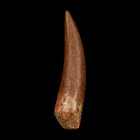 1.5" Plesiosaur Zarafasaura Tooth Fossil Cretaceous Dinosaur Era COA, Stand