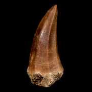 XL 2.1" Mosasaur Hoffmanni Fossil Tooth Cretaceous Dinosaur Era COA & Stand