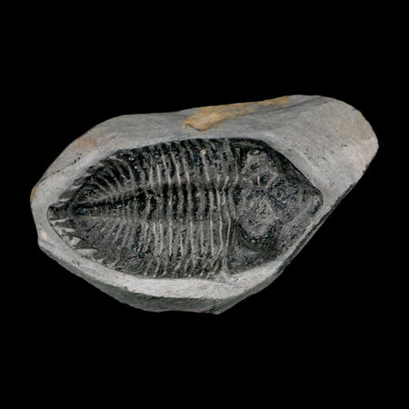 2.4" Metacanthina Issoumourensis Trilobite Fossil Devonian Age 400 Mil Yrs Old COA