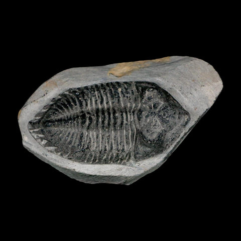 2.4" Metacanthina Issoumourensis Trilobite Fossil Devonian Age 400 Mil Yrs Old COA - Fossil Age Minerals