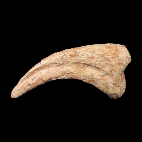 0.6" Anzu Wyliei Raptor Dinosaur Fossil Claw Bone Hell Creek FM SD Display - Fossil Age Minerals