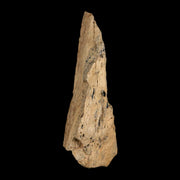 2.4" Tyrannosaurus Rex Fossil Bone Dinosaur Lance Creek Formation Wyoming COA