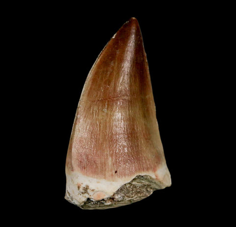 XL 2.1" Mosasaur Prognathodon Fossil Tooth Cretaceous Dinosaur Era COA & Stand - Fossil Age Minerals
