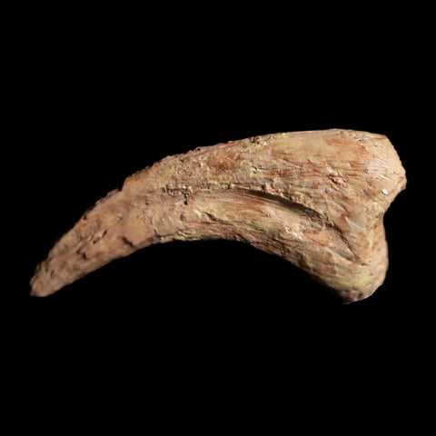 0.6" Anzu Wyliei Raptor Dinosaur Fossil Claw Bone Hell Creek FM SD Display - Fossil Age Minerals