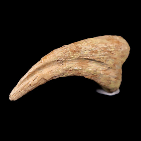 0.6" Anzu Wyliei Raptor Dinosaur Fossil Claw Bone Hell Creek FM SD Display